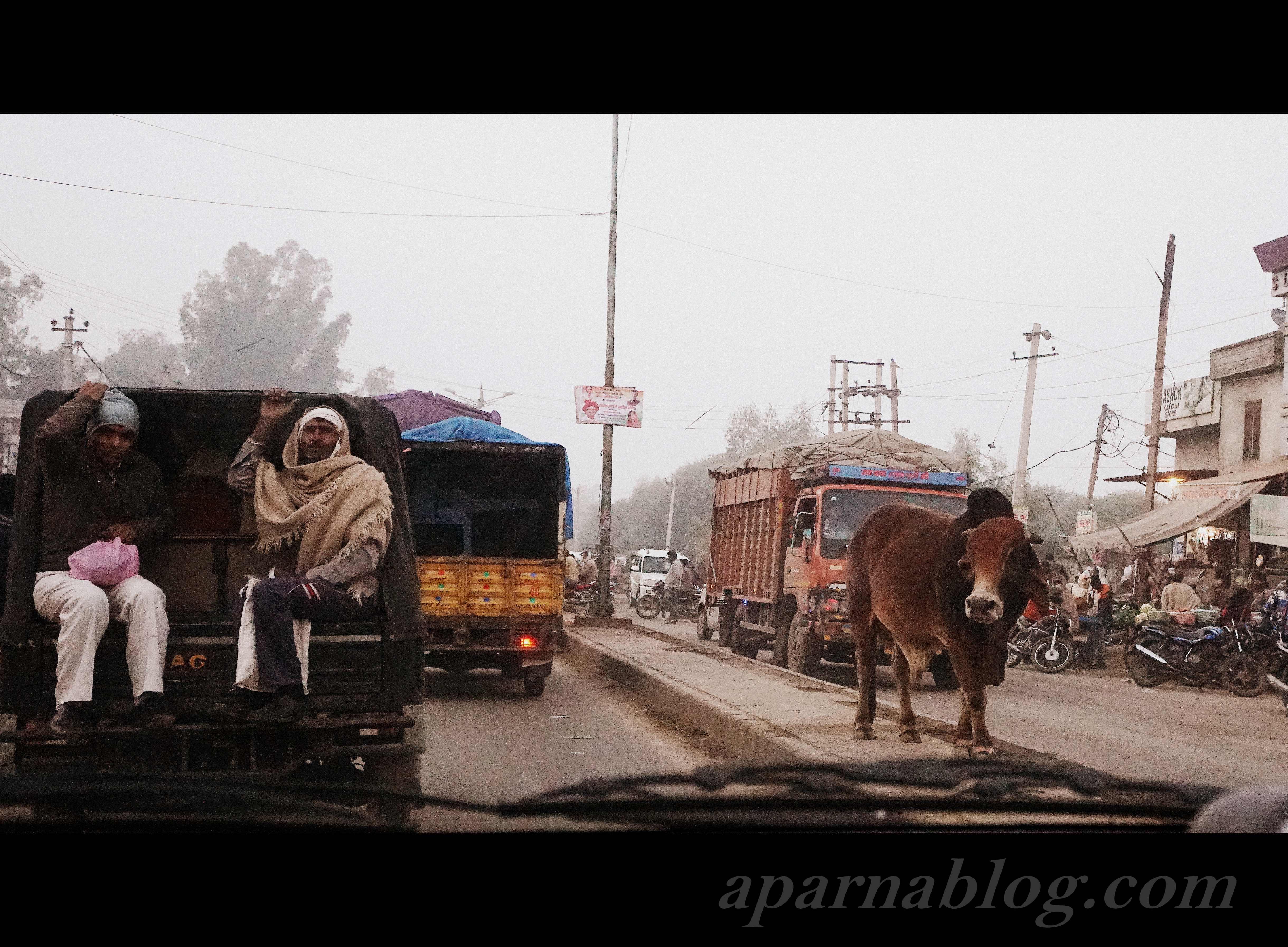 Legendary cow in the middle of the road :)