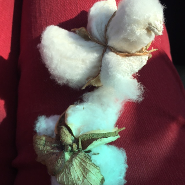 Cotton Fibre Navalgund