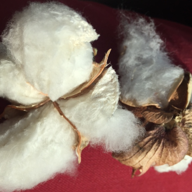 Cotton Fluff Navalgund