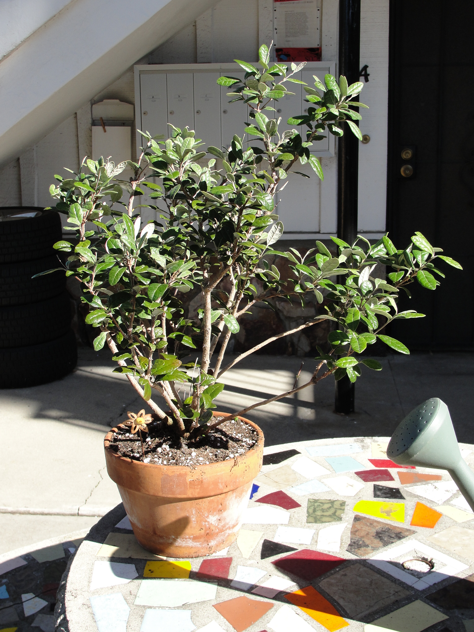 What Do I Do With A Pineapple Guava Tree Gardening