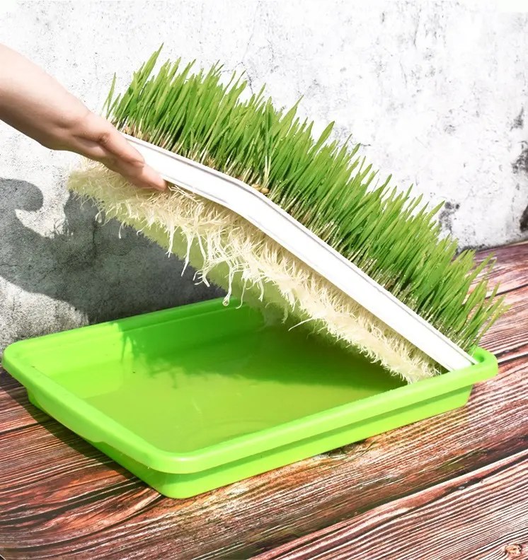 cat grass kit