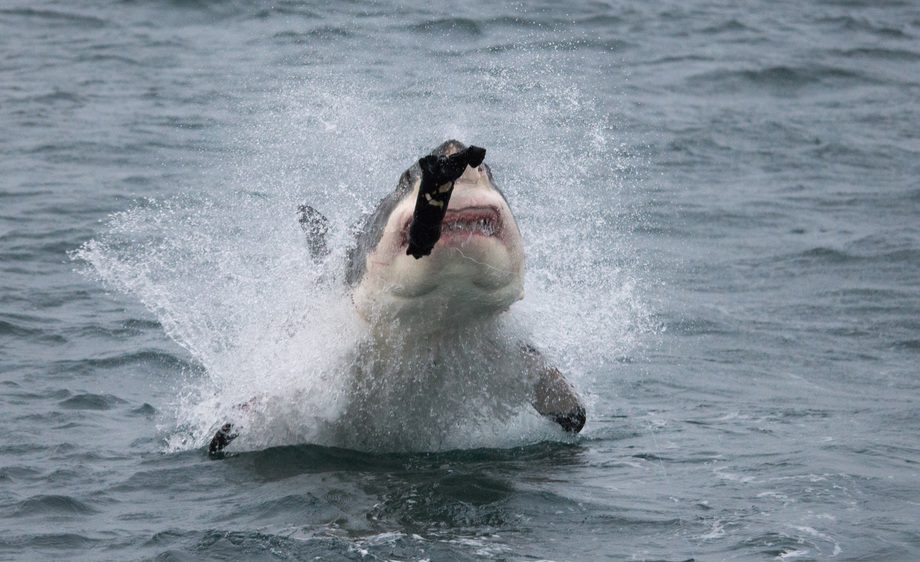 Cage diving with great white sharks in June 2018