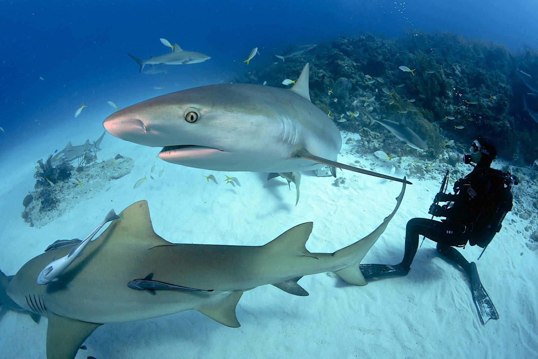 Cage Diving with Sharks in Cape Town in March 2018