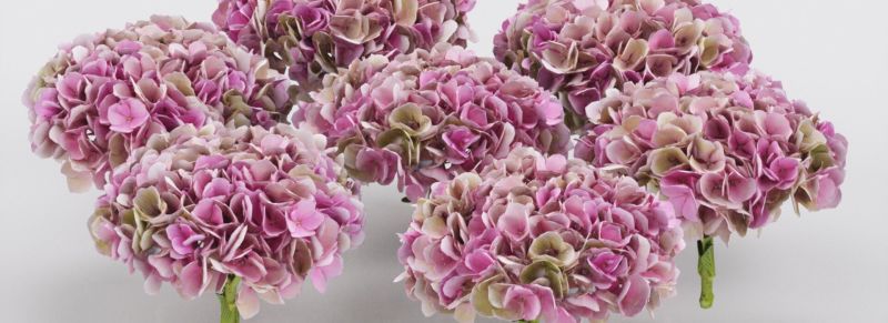 Hydrangea Mophead Rachelle S - Best Colorful Patterns in High Resolution