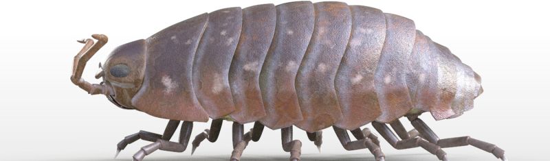 Pillbug 3d Model By 3dstudio - Creative HD Dark Textures | Free Download