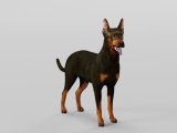 Miniature Pinscher Dog Breed Flippednormals