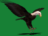 Bald Eagle Bird Flippednormals