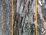Tree Trunk Texture Reference Flippednormals