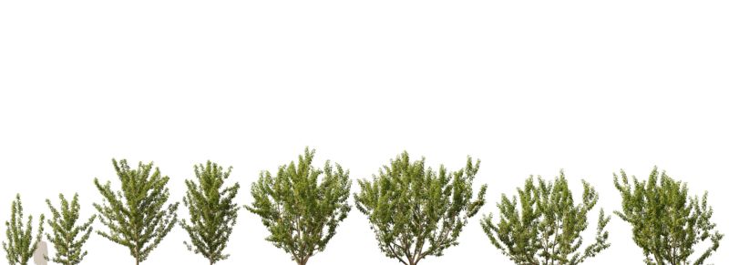 Maclura Pomifera - Best Light Textures in 4K