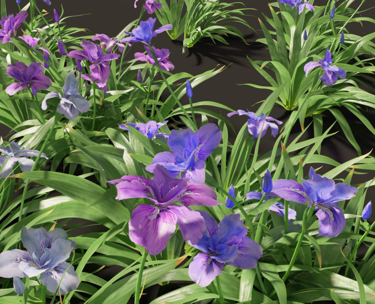 Iris Tectorum - Best Colorful Photos in Retina