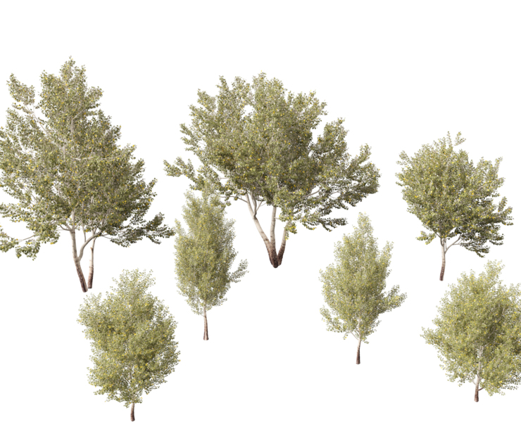 Poplar 4 Populus - Elegant Abstract Picture - Ultra HD