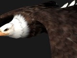 Eagle B2 Flippednormals