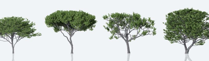 Maritime Pine Trees Flippednormals - Retina City Photos for Desktop