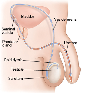 Exterior view of a male anatomical figure. Male Reproductive Anatomy Saint Luke S Health System