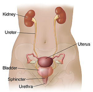Download a free preview or high quality adobe illustrator ai, eps, pdf and high resolution jpeg versions. Anatomy Of The Female Urinary Tract Saint Luke S Health System