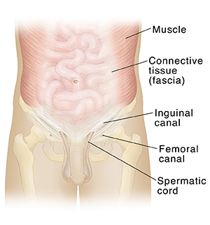 Show Me The Groin Area : Anatomy Of The Abdomen And Groin Saint Luke S Health System