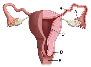 Female part of papaya is called carpel or pistil.papaya is actually a dioceious plant and multiovulated. Female Reproductive Anatomy Saint Luke S Health System