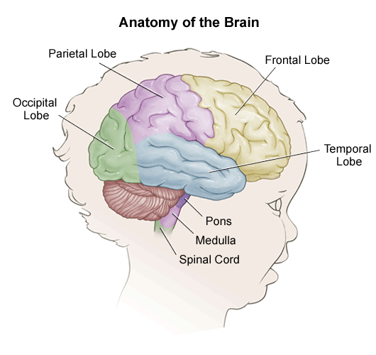 It is composed of 3 sections in descending order: Anatomy Of A Child S Brain