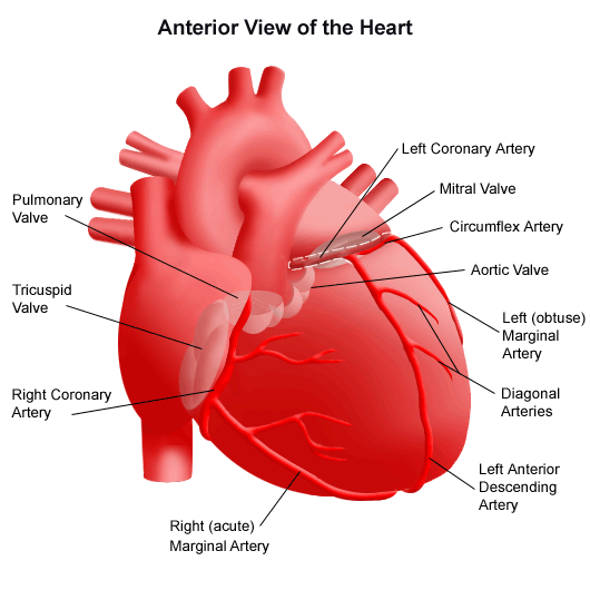 In the cerebral medulla, the arteries and veins of the right side of the body are controlled from the left side of the brain; About The Heart And Blood Vessels