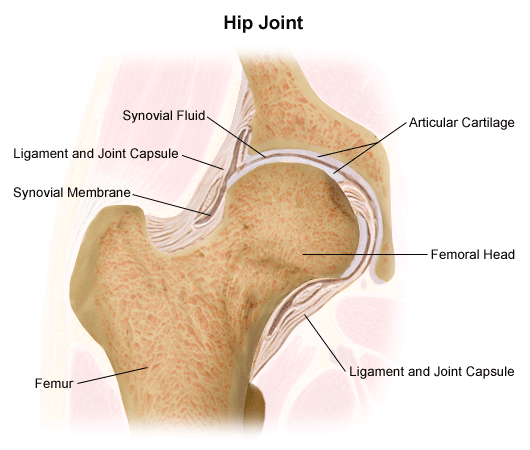 Bones come in all shapes and sizes. Anatomy Of A Joint