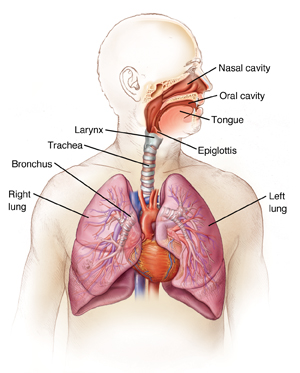 The lungs are the main part of your respiratory system. Anatomy Of The Respiratory System