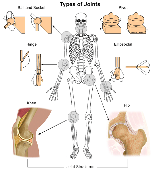 Anatomy Of A Joint Health Encyclopedia University Of