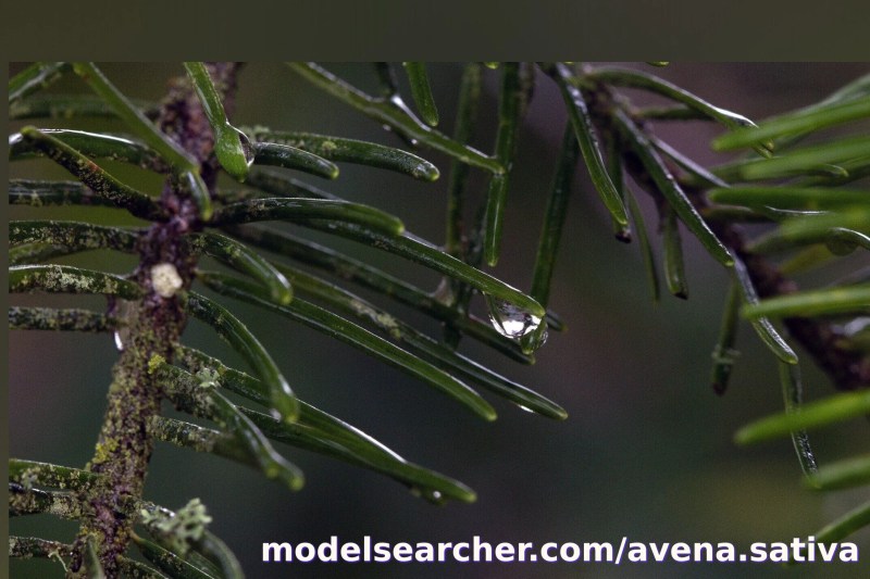 avena.sativa Spotlight #fapsearcheri1