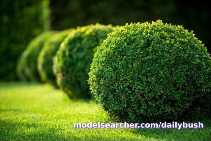 dailybush