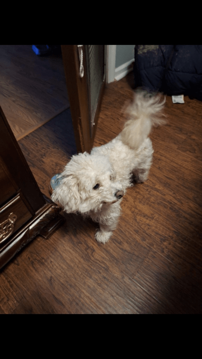 Lost Found Pets Mvna - Retina Ocean Illustrations for Desktop