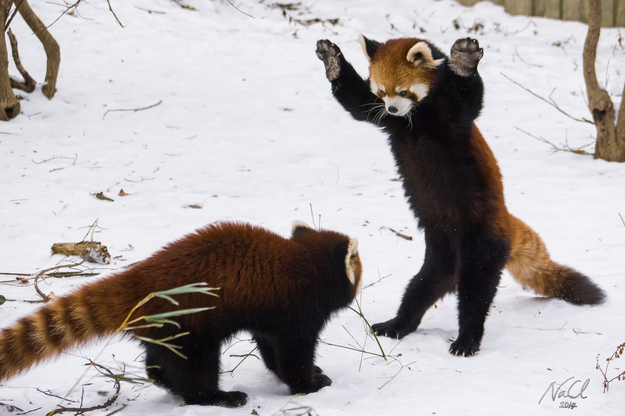 Us president joe biden and us first lady jill biden along with their. Red Pandas Play in Snow at Cincinnati Zoo | Time
