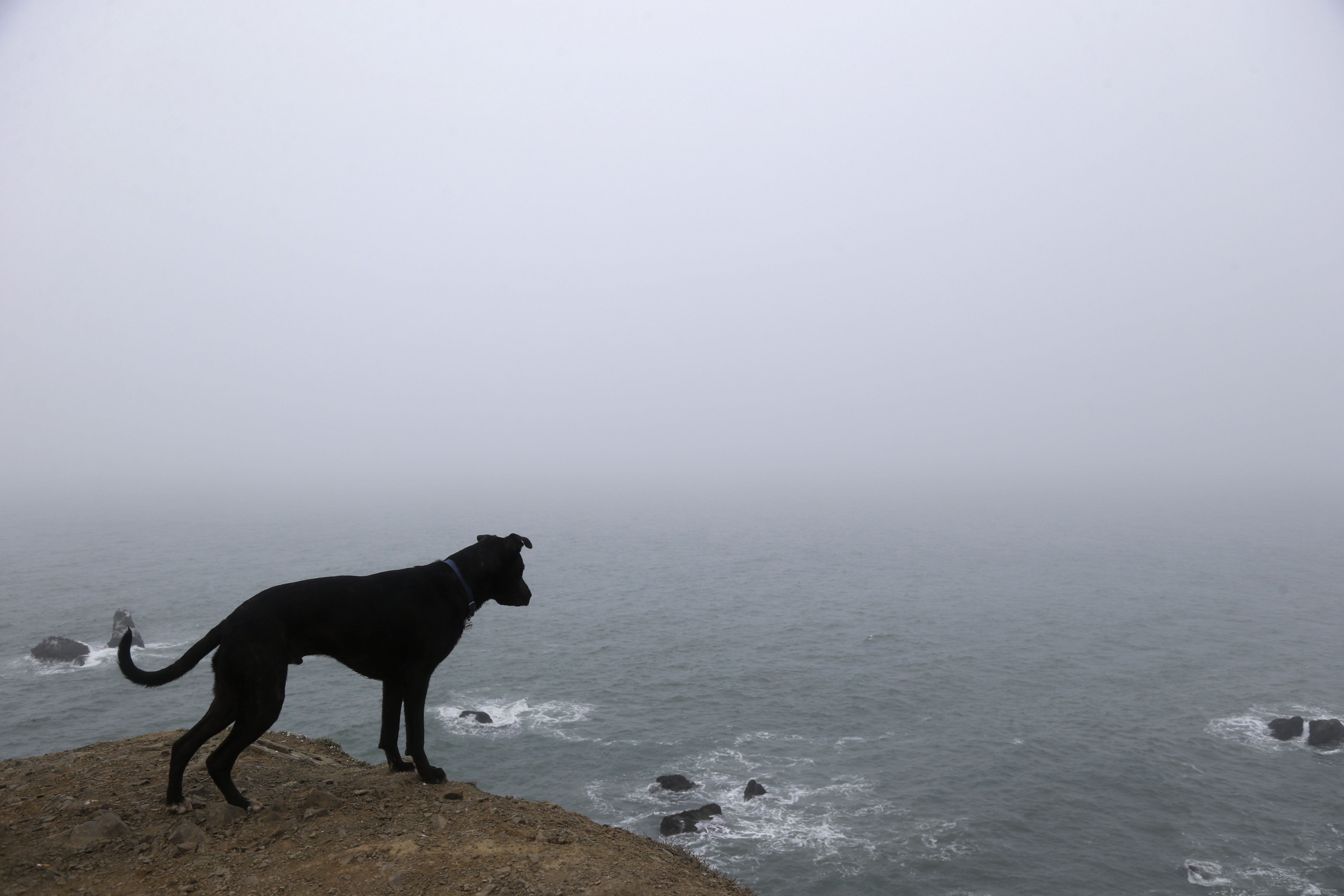 berkeley may ban no-pet restrictions on apartments time on ocean city craigslist pets