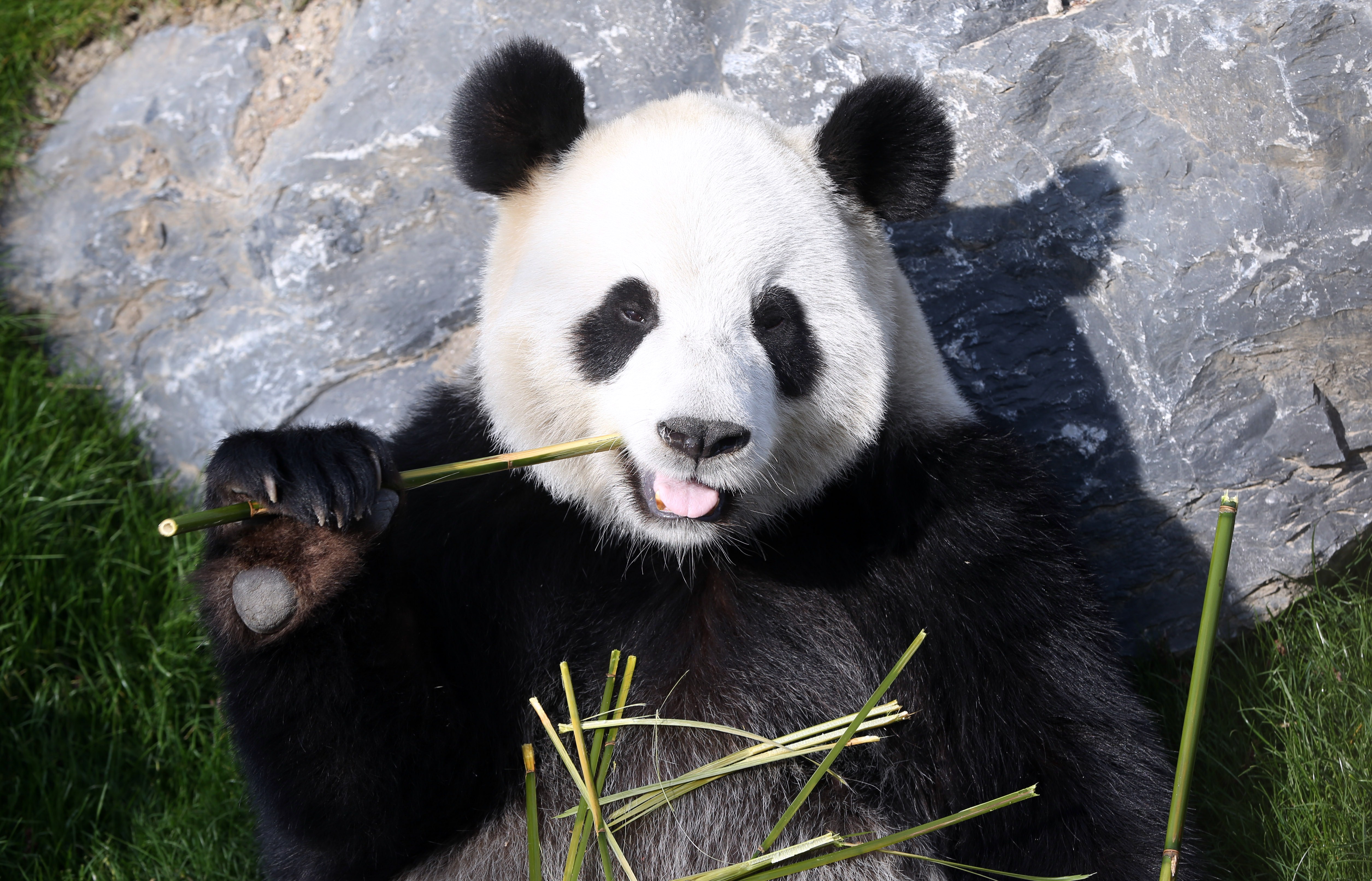 Surrogacy - Panda Poop Suggests They Shouldn't Eat Their Favorite Food