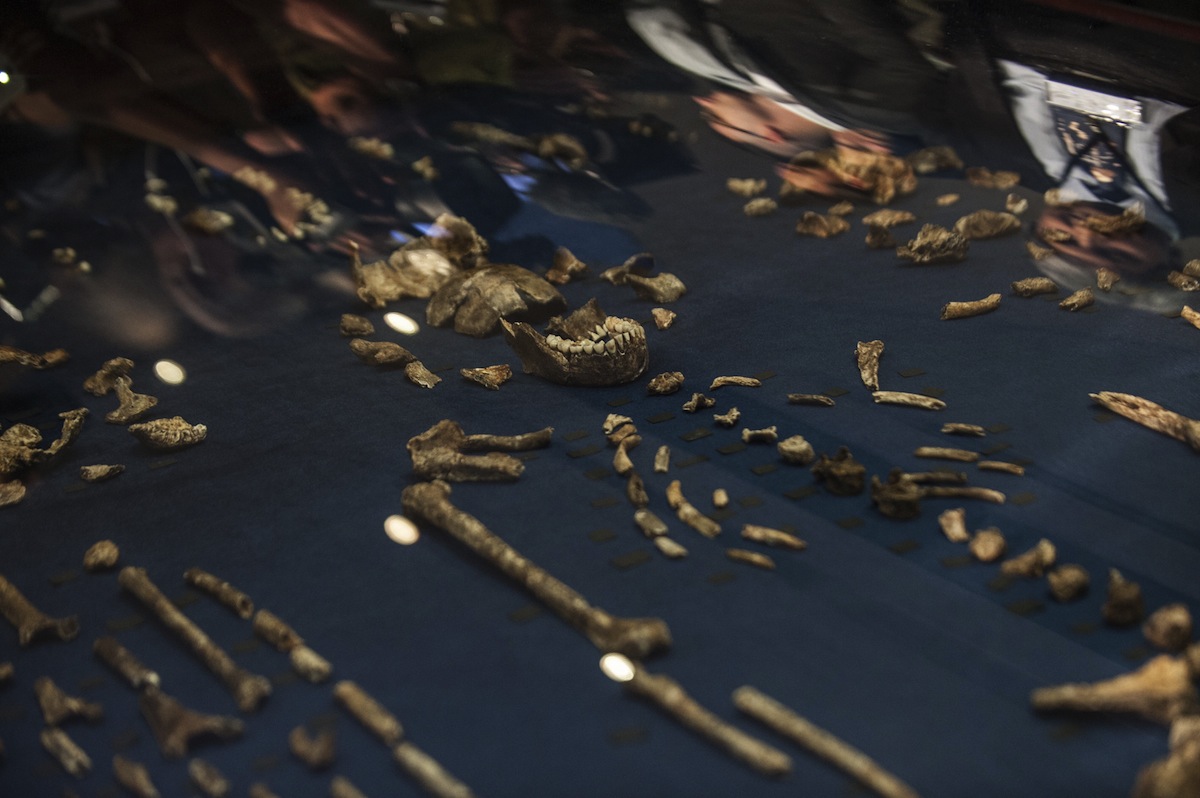 Ancient Human Relative Homo Naledi Would Have Been Handy With Tools - Premium Ocean Wallpaper Gallery - Mobile