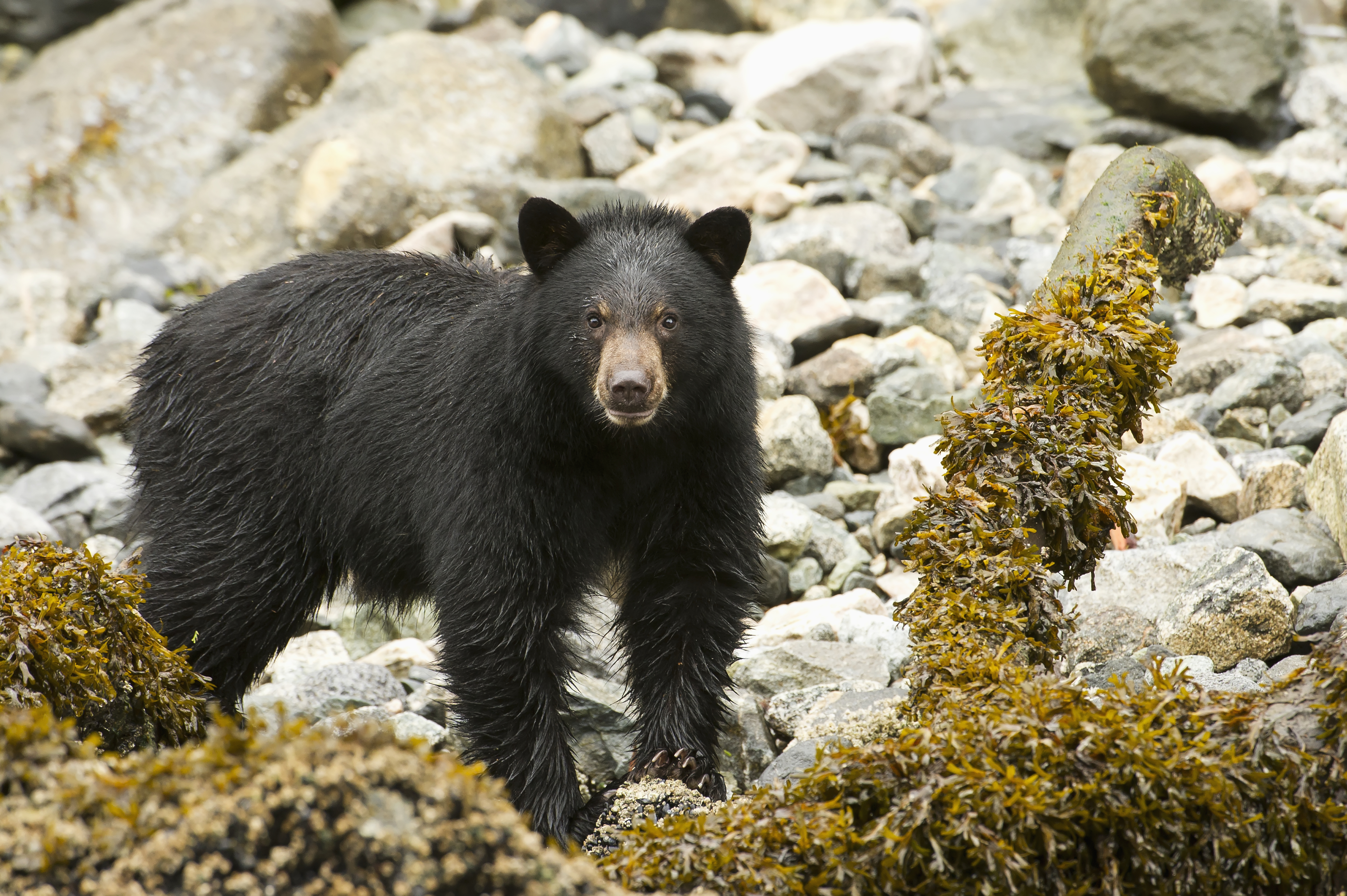 Backyard Bear - Premium Nature Background - Desktop