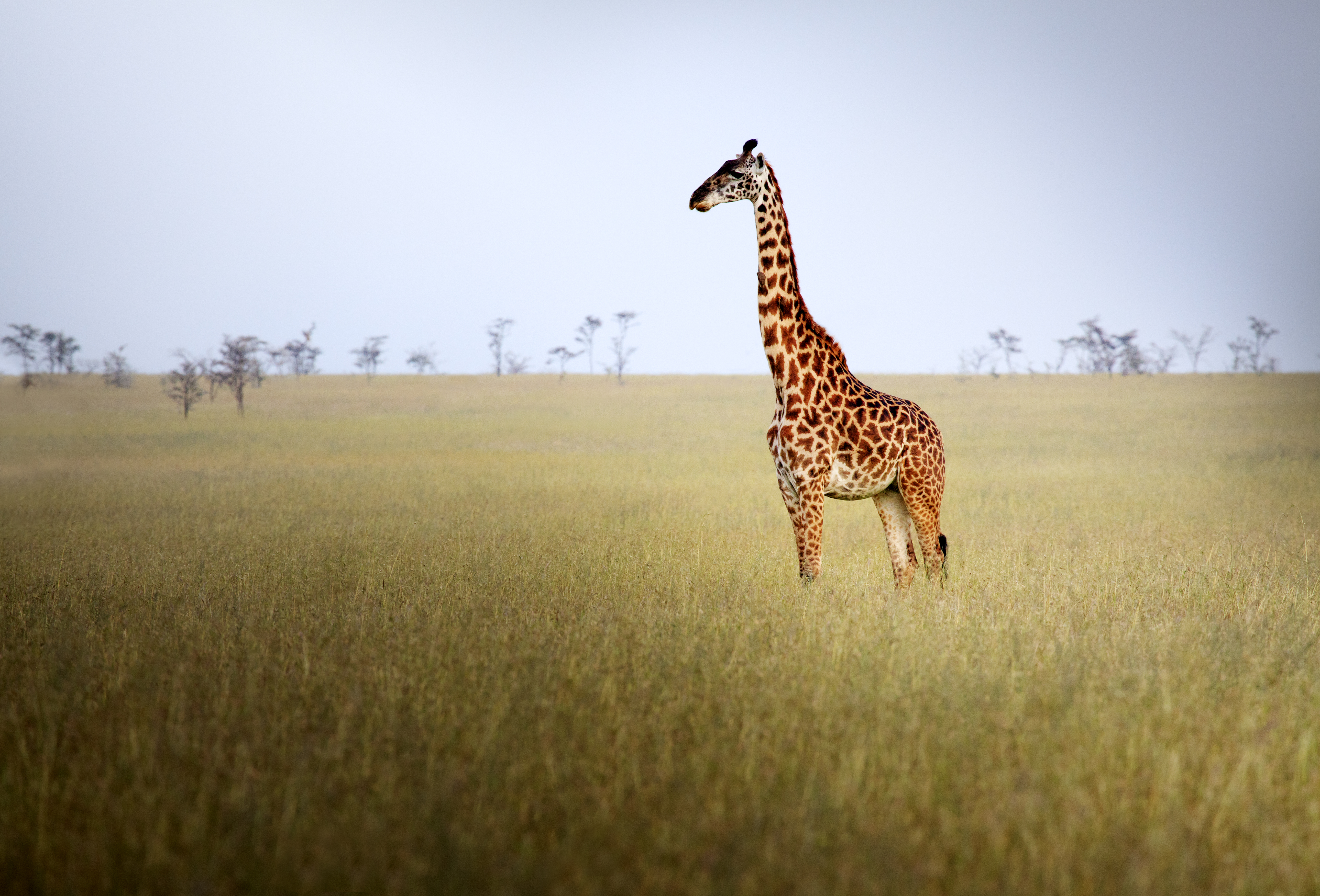 Giraffe S Long Neck Explained By Science It S In The Genes Time