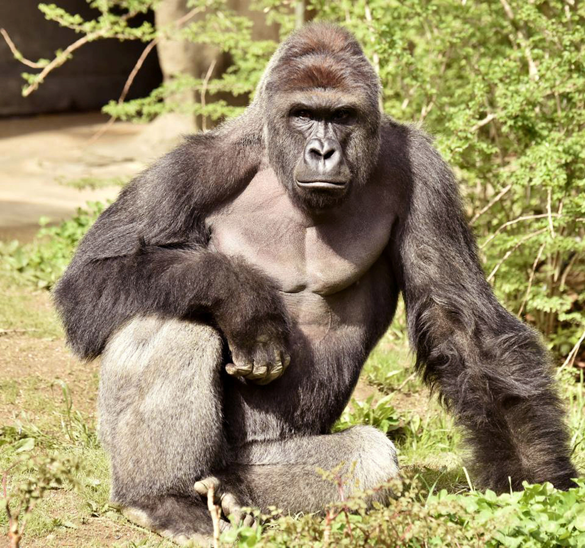 Cincinnati Zoo Director Why Gorilla Wasn T Tranquilized Time