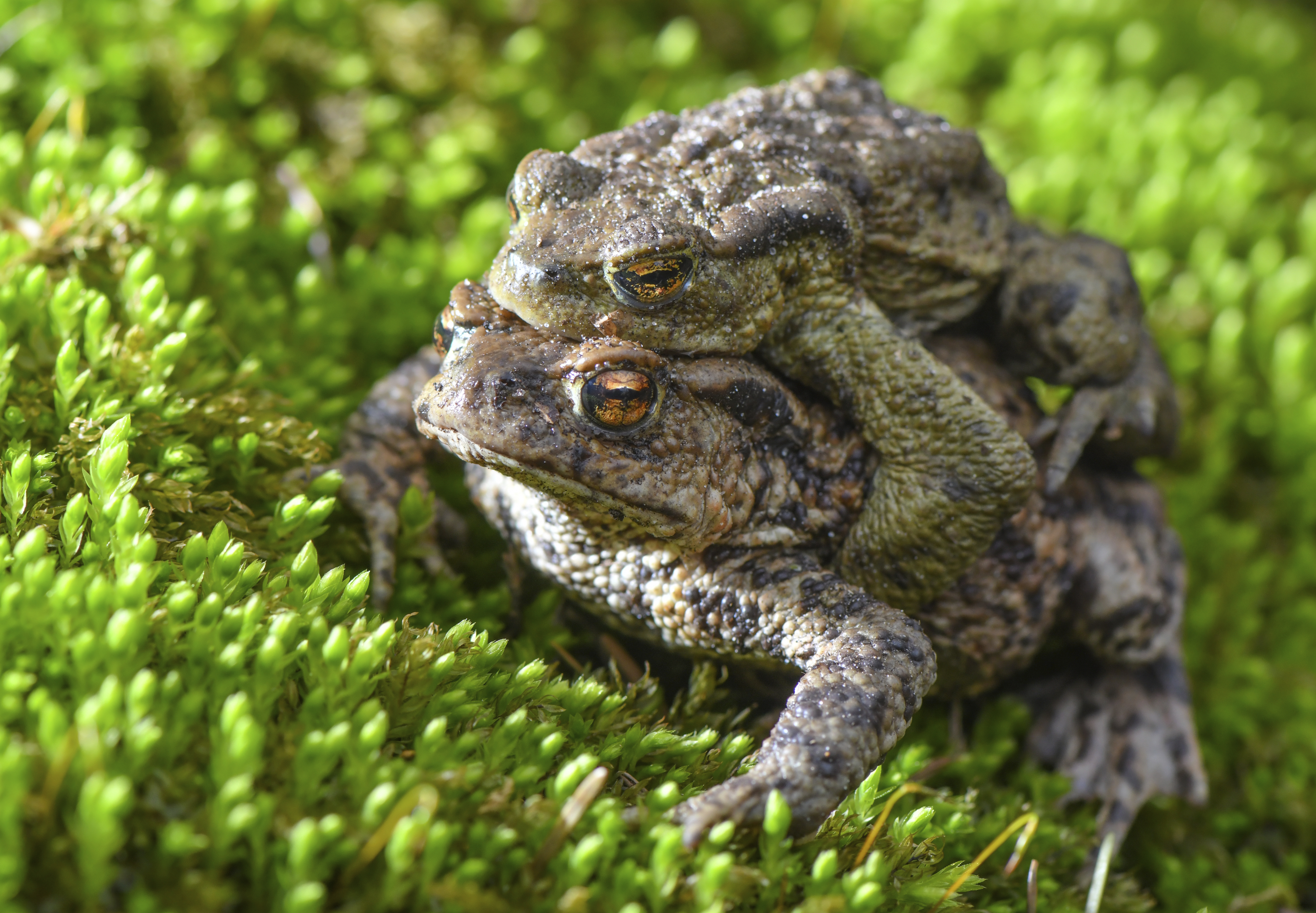 Poisonous toads are swarming this florida town