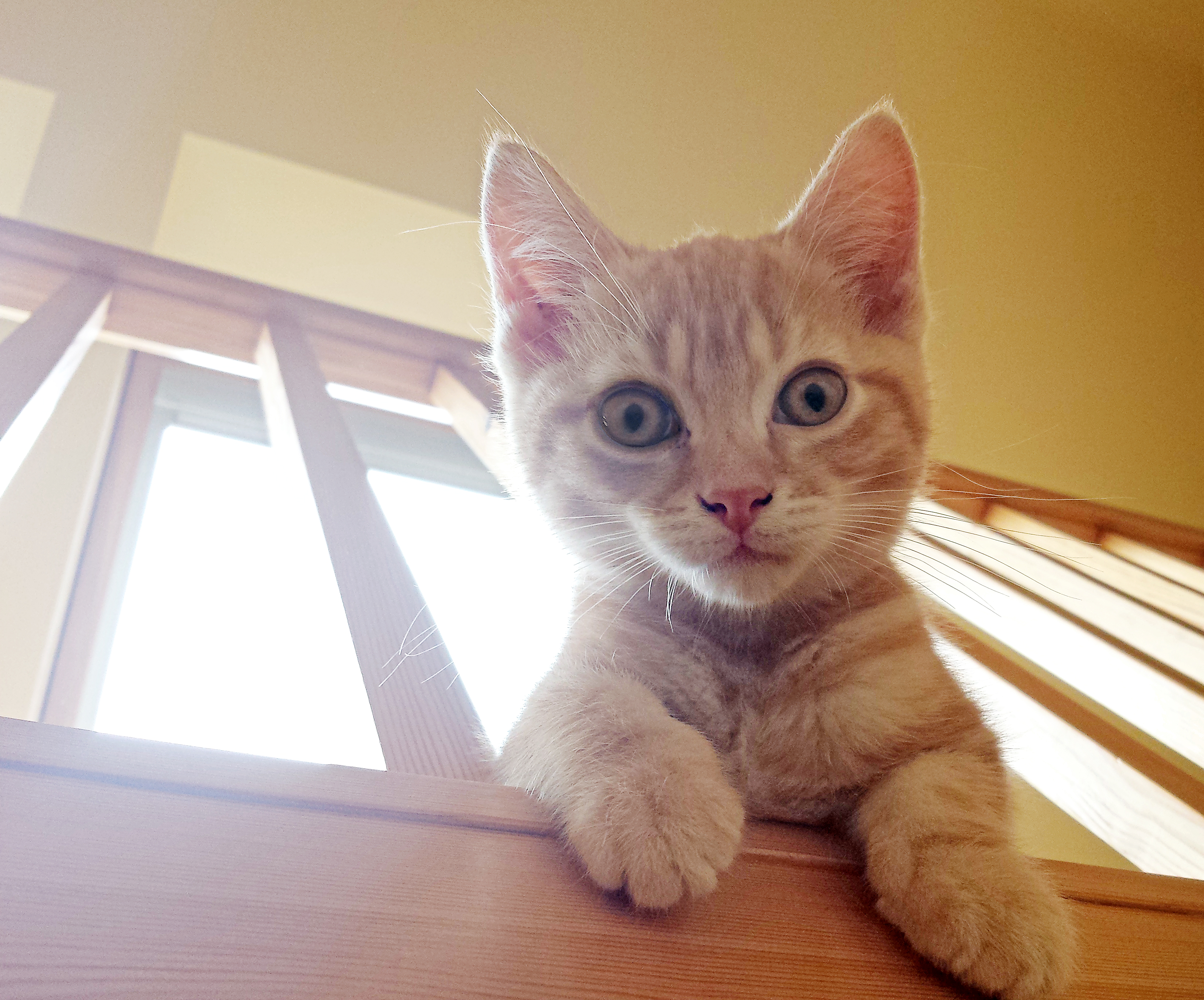 Filter Cat - Best Space Designs in 4K