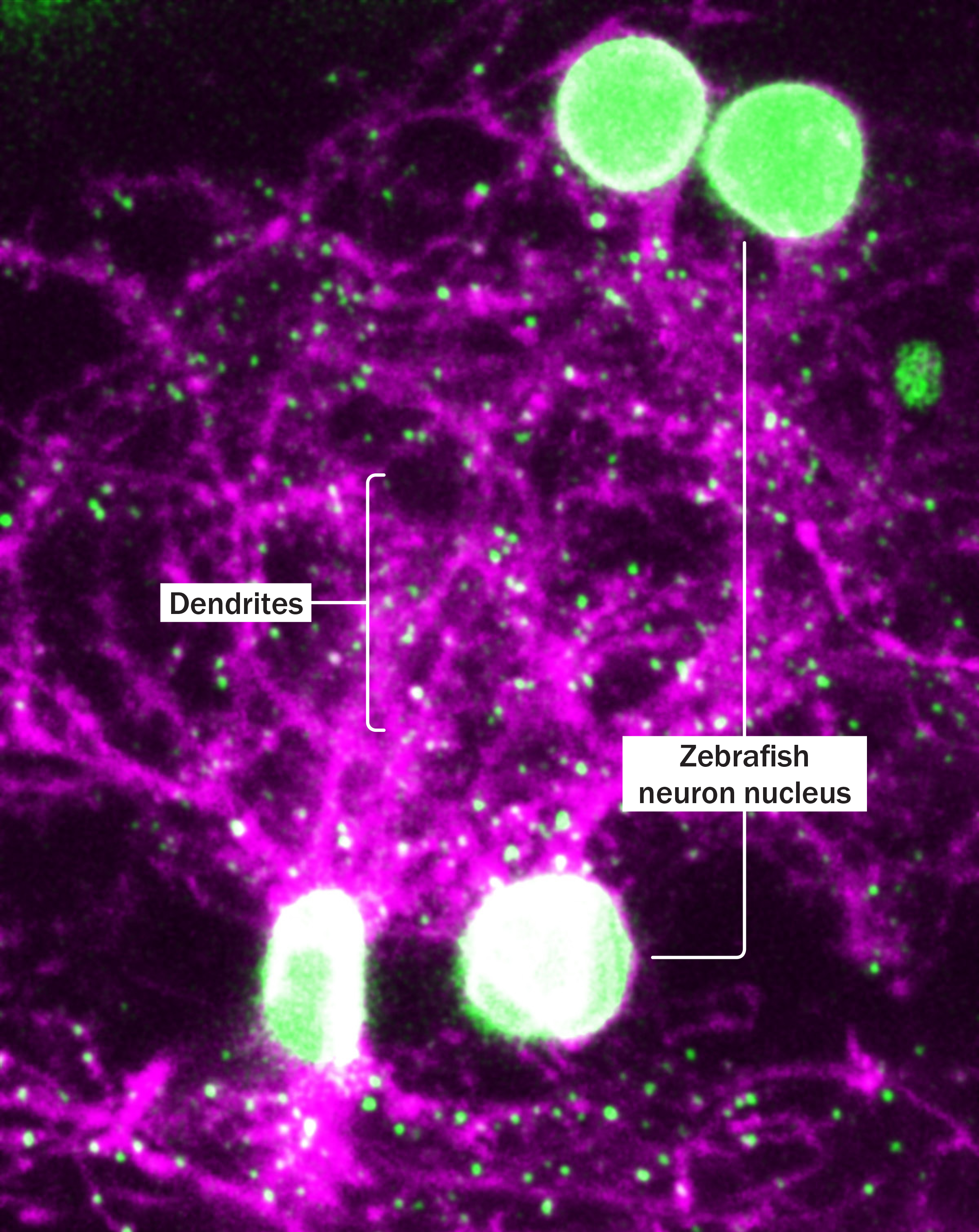 What would you do if you walked in on your spouse or significant other in the throes of passion with a best friend or coworker? Why We Forget Things According To Neuroscience Time