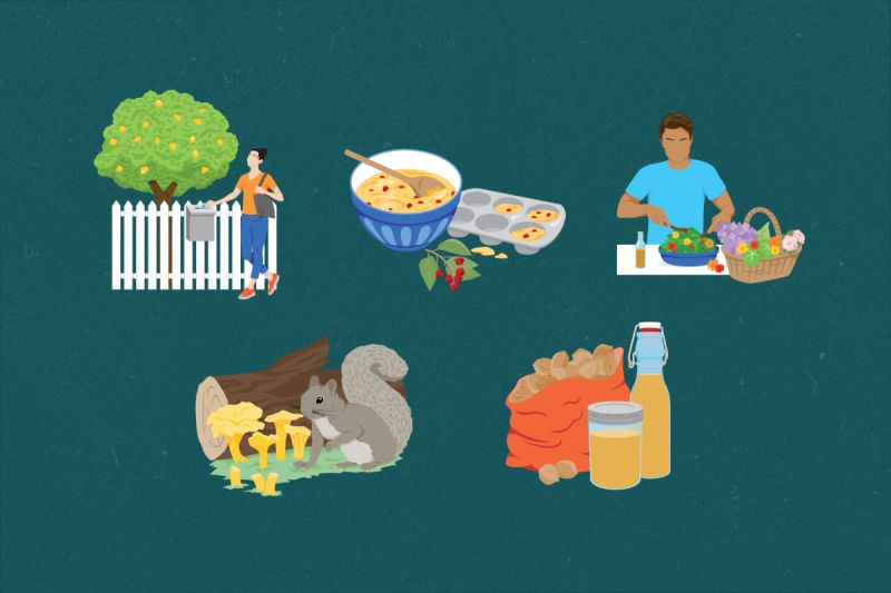 How To Start Foraging Beginner Friendly Tips Essentials - 8K Landscape Illustrations for Desktop