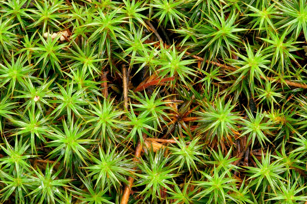 Moss Can Survive the Harsh Conditions of Space