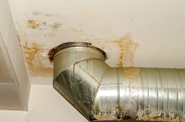 mold by pipe in store