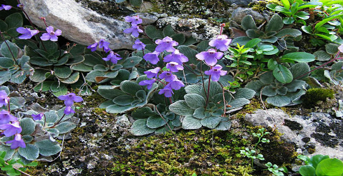 Αποτέλεσμα εικόνας για μονος στο βουνο