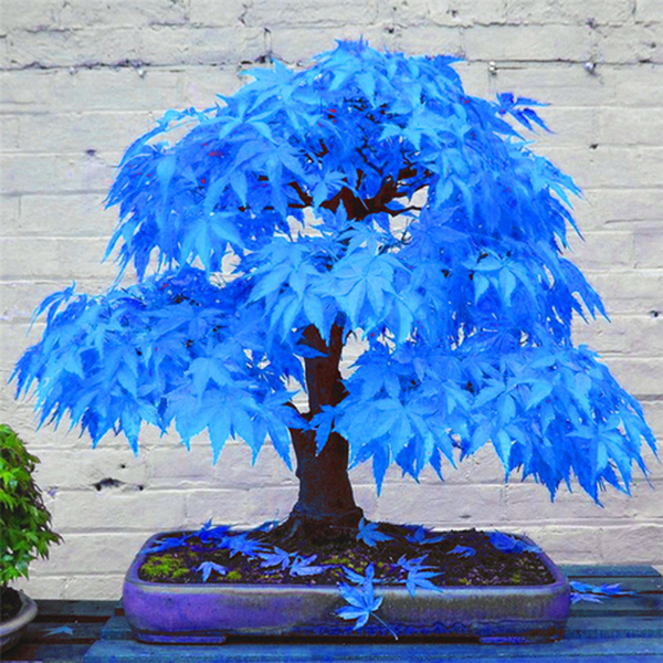 bonsai-blue-maple