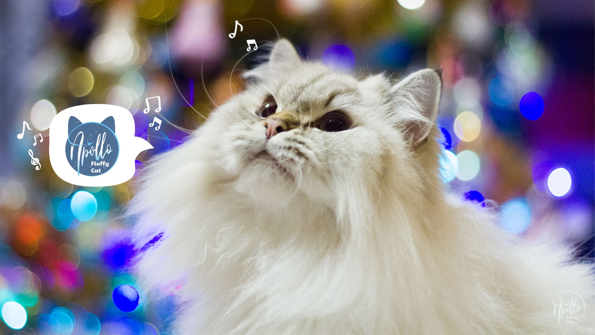 Mój blog znalazł się na liście Top 100 Cat Blogs