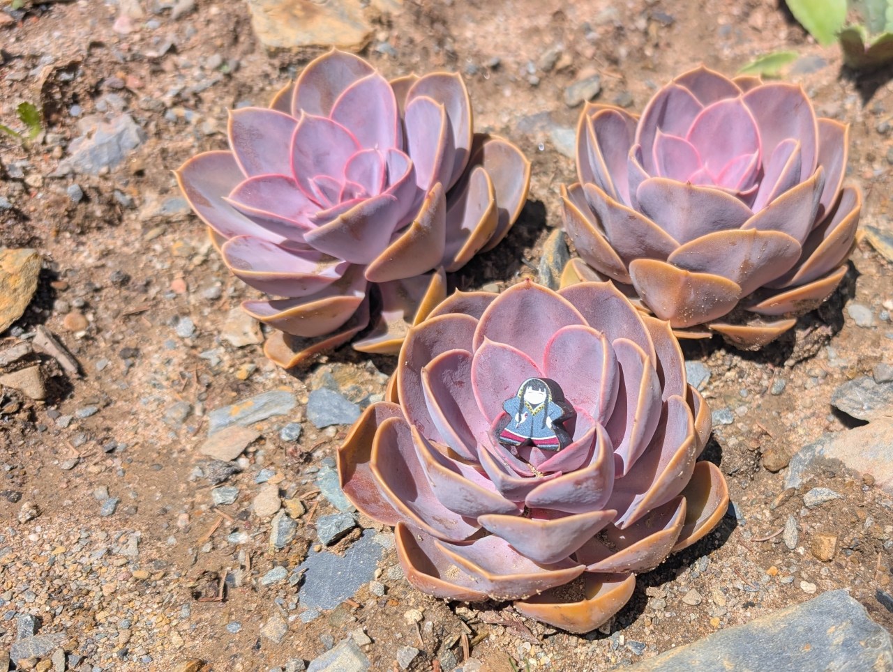 A meeple of a woman in a hoodie stands has been placed in a Perle von Nürnberg Echeveria in a cluster of there of the succulents.