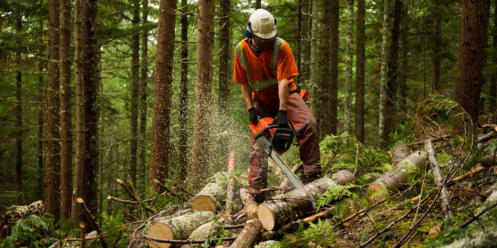 Forestry,_大山谷图库
