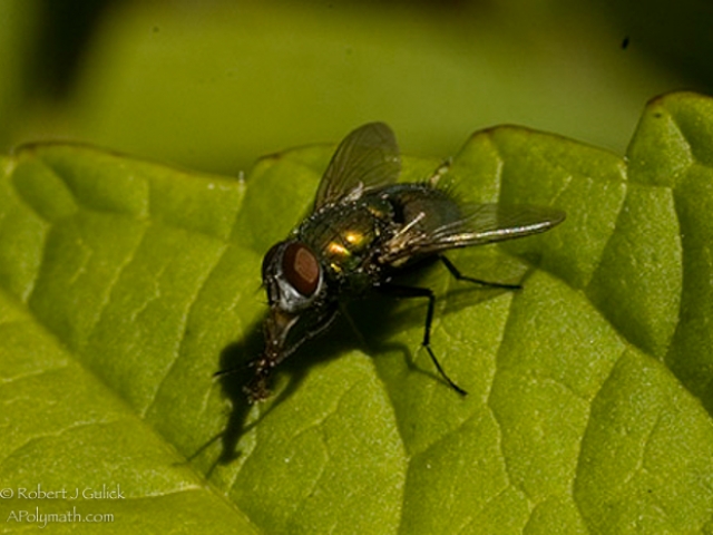 fly.jpg
