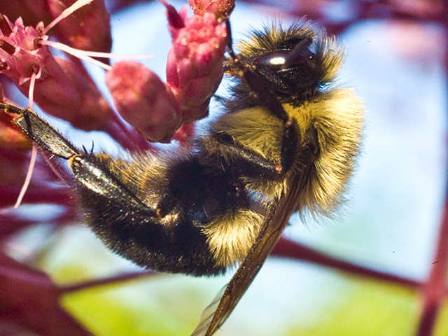 sleeping_bee.jpg
