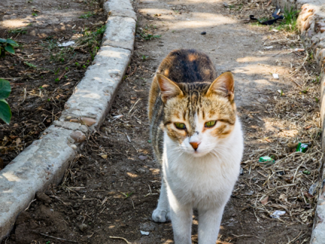 DSC04594.jpg